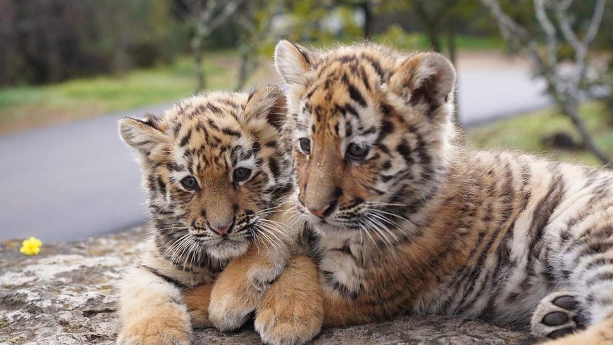 Порно фильмдердегі ресейлік жұлдыздардың қатысуымен порно видео