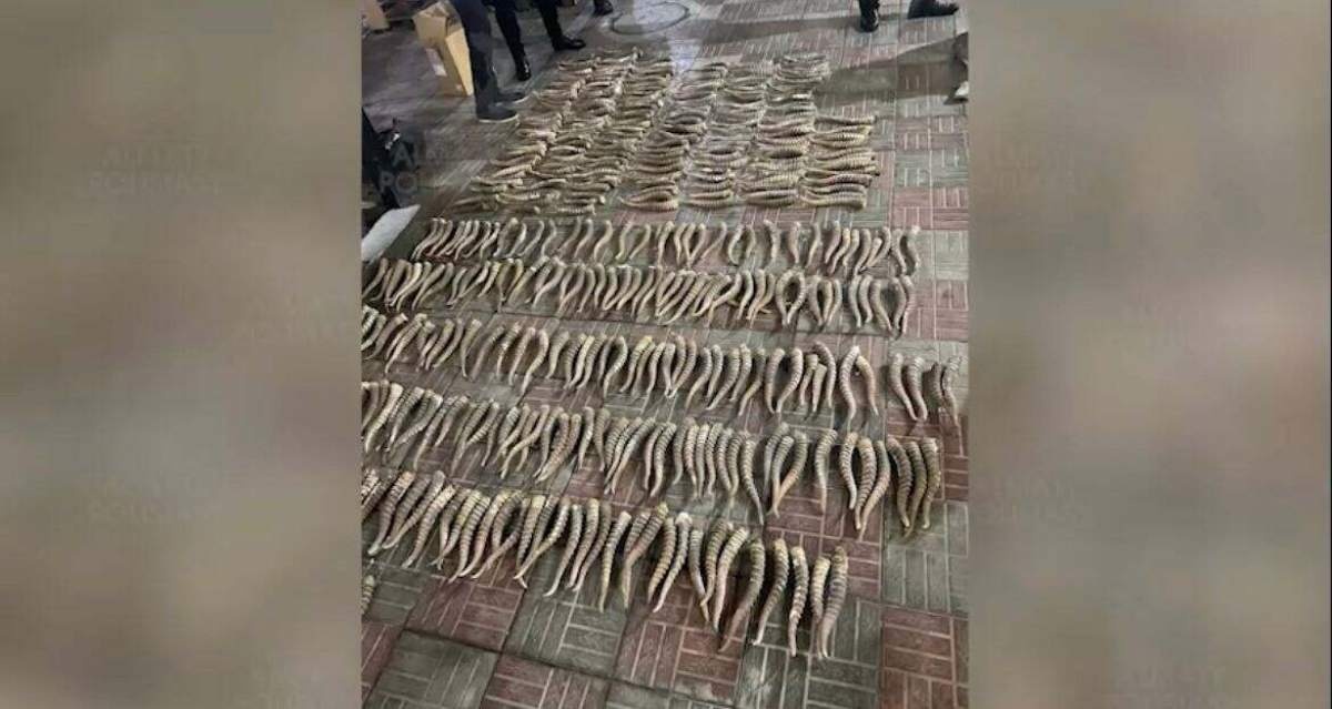 Қыздардың жыныстық нүктелері Аққұбалармен және әдемі боялған тырнақтармен жыныстық қатынас