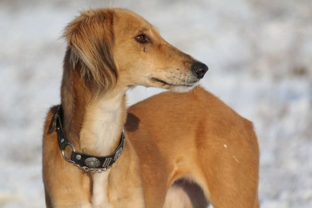 Орелдегі әйелмен жыныстық қатынас