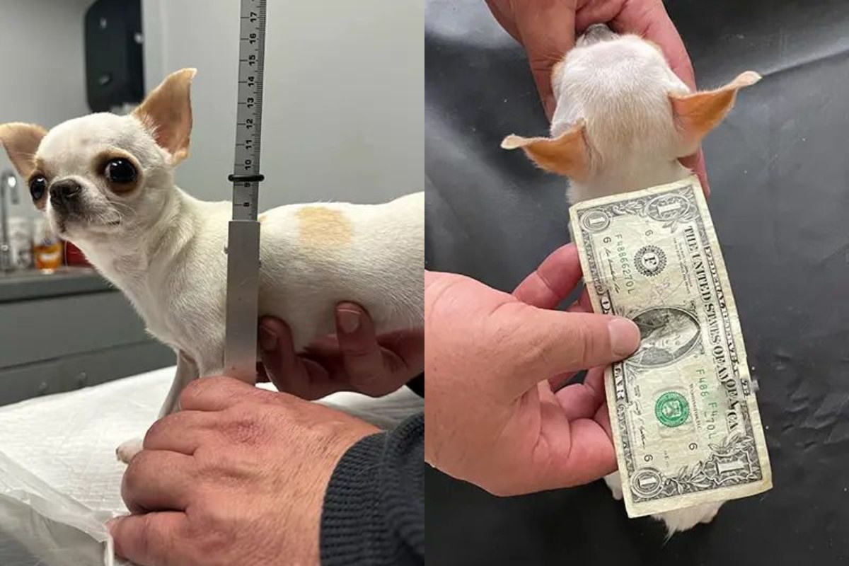 Оральды секс ханшайымы