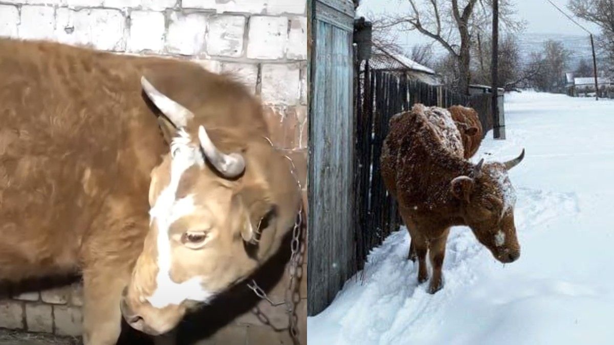 Fast and Furious фильміндегі Мианың порнофотосуреттері Жас балапандардың суреттері