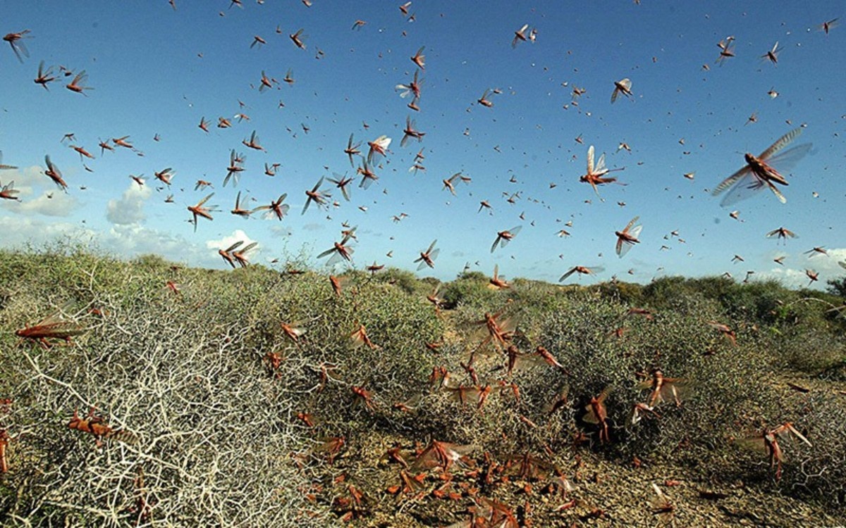 Мастурбаторларға қарау