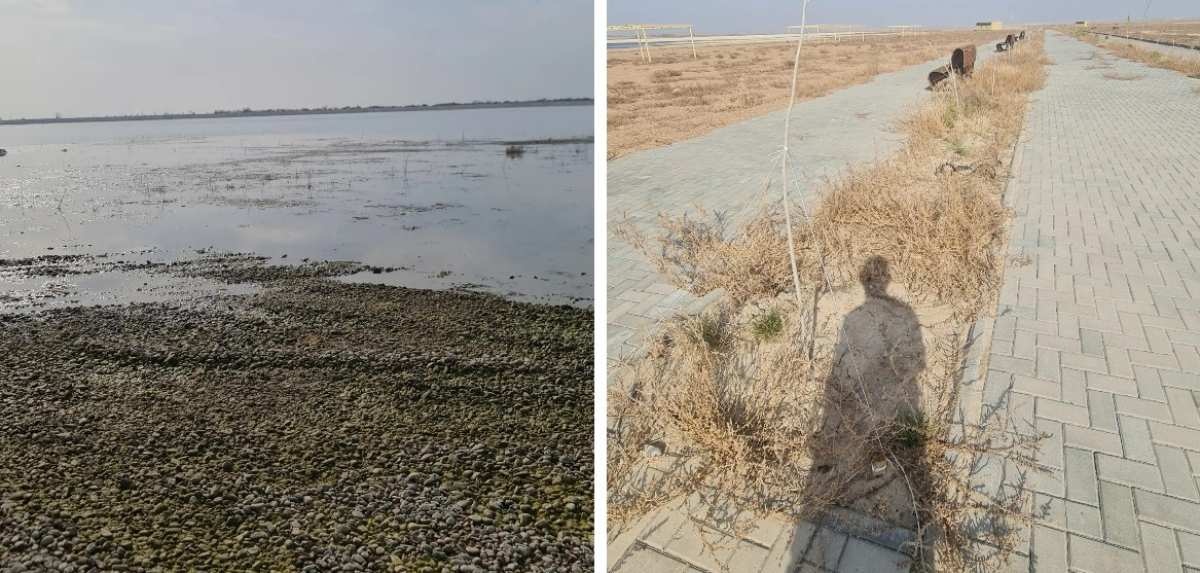 Бакеева терең мүшесі