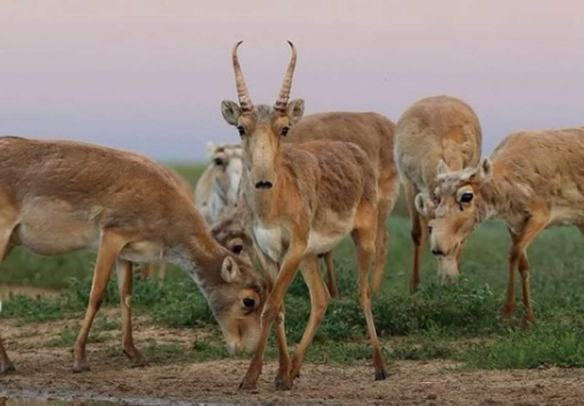 Минотавр қасқыр порно