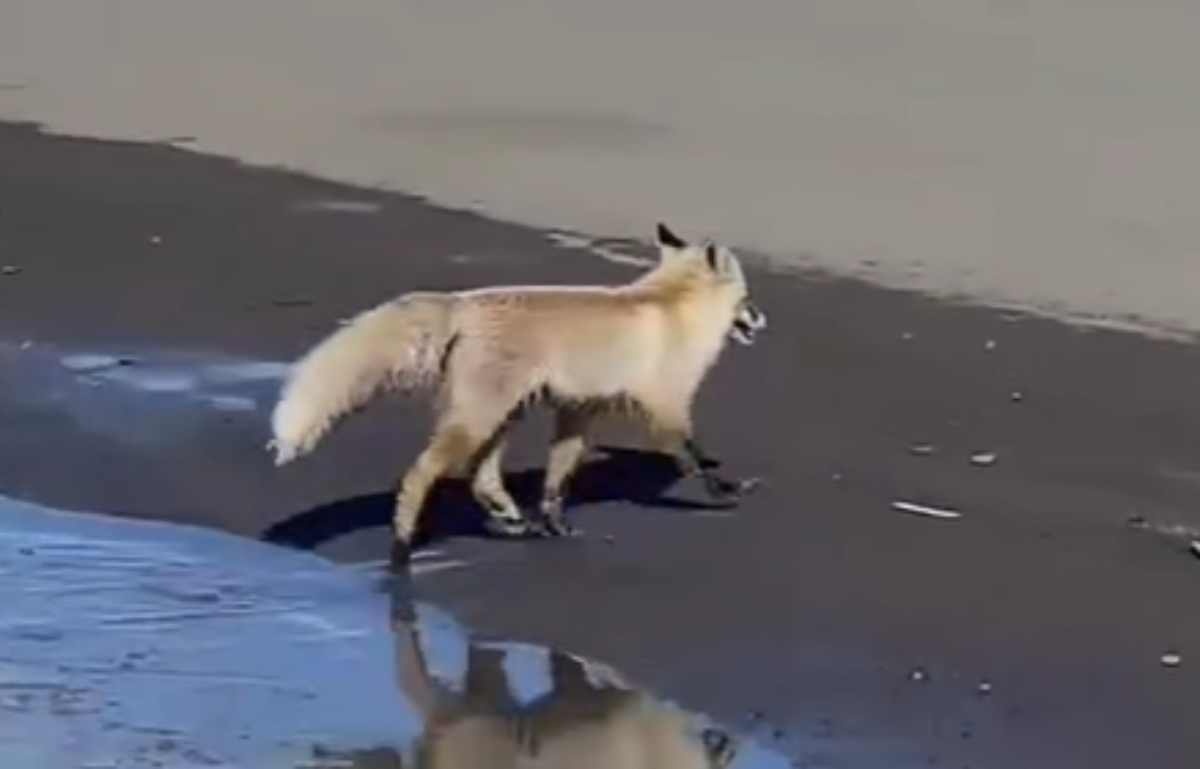 Мисс Азиямен жыныстық қатынас