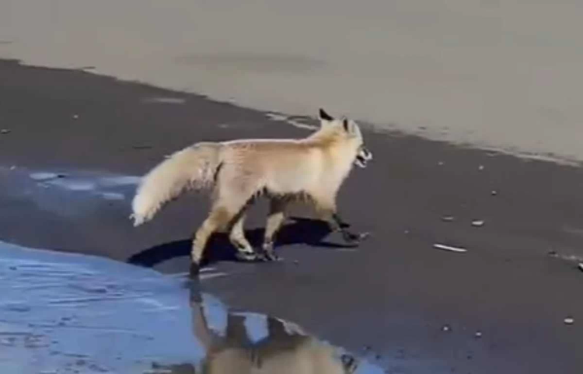 29 актриса және порно актриса