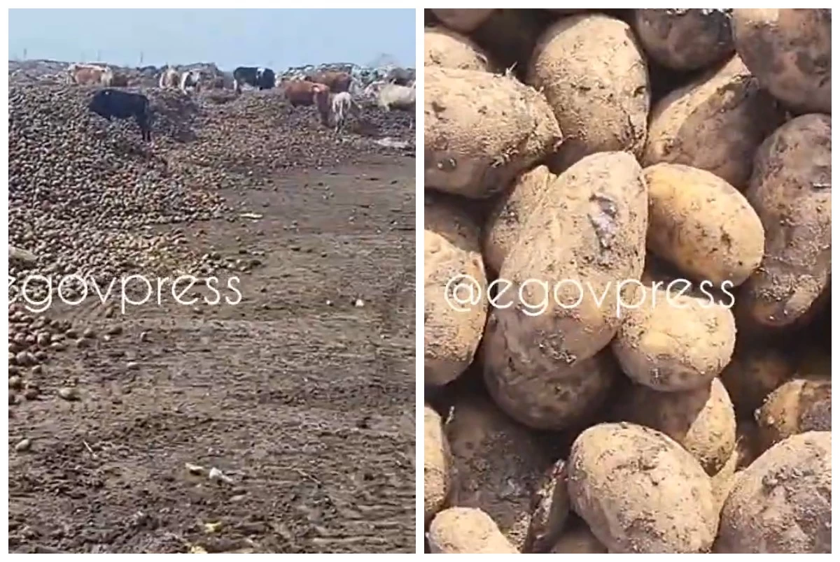 Павлодар облысында 2 тоннадан аса картоп шіріп кетті: Аймақ басшылығы желідегі видеоға қатысты пікір білдірді