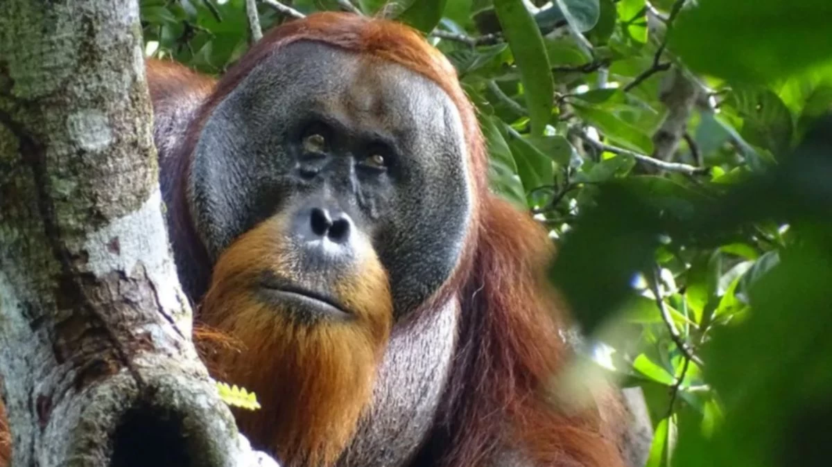 "Жапырақты шайнап, жарақатқа жаққан": Орангутанг бетіндегі үлкен жараны емдік өсімдіктің көмегімен емдеп жазды