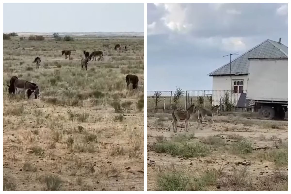 Догги стиліндегі жалаңаш азиялық әйелдердің суреттері