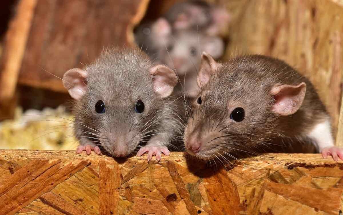 Желідегі сексуалды қыздар