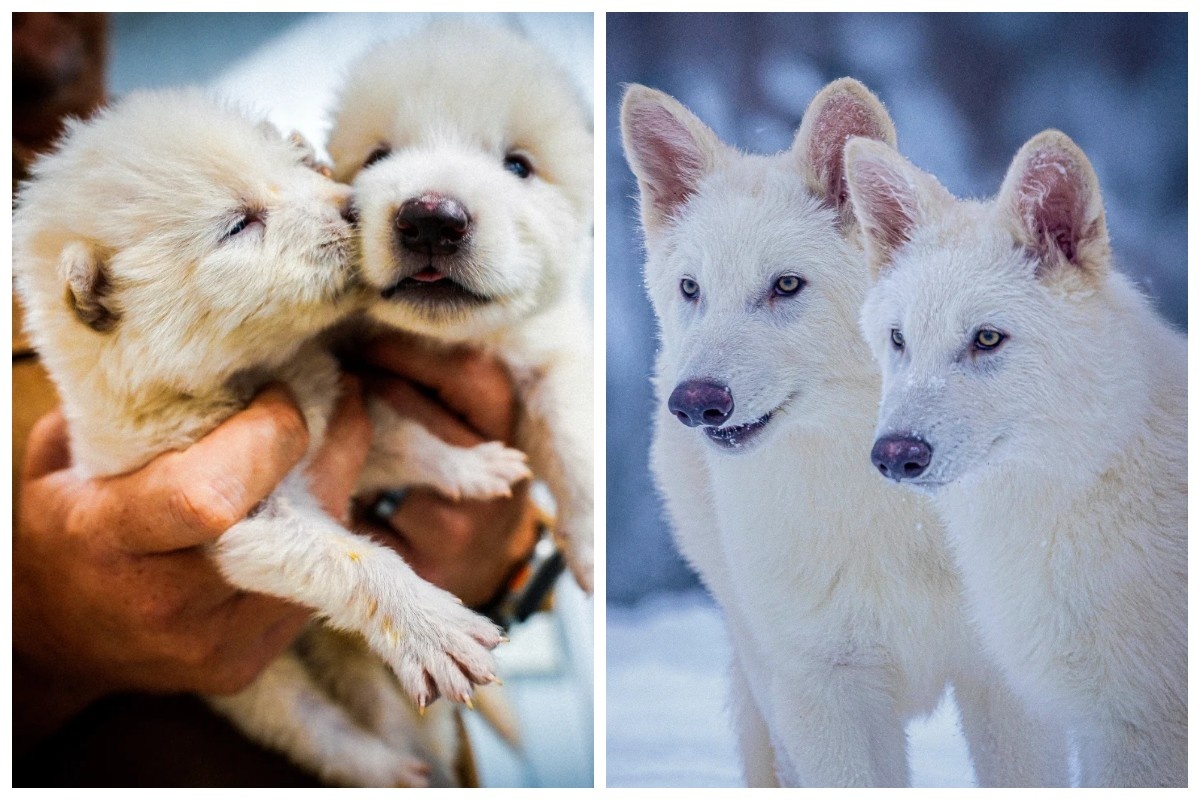 Гей Кама Сутра порно