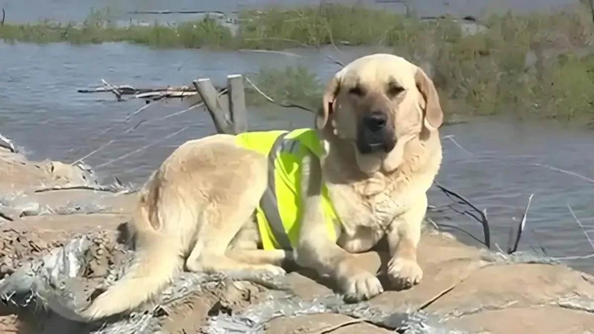 пшон