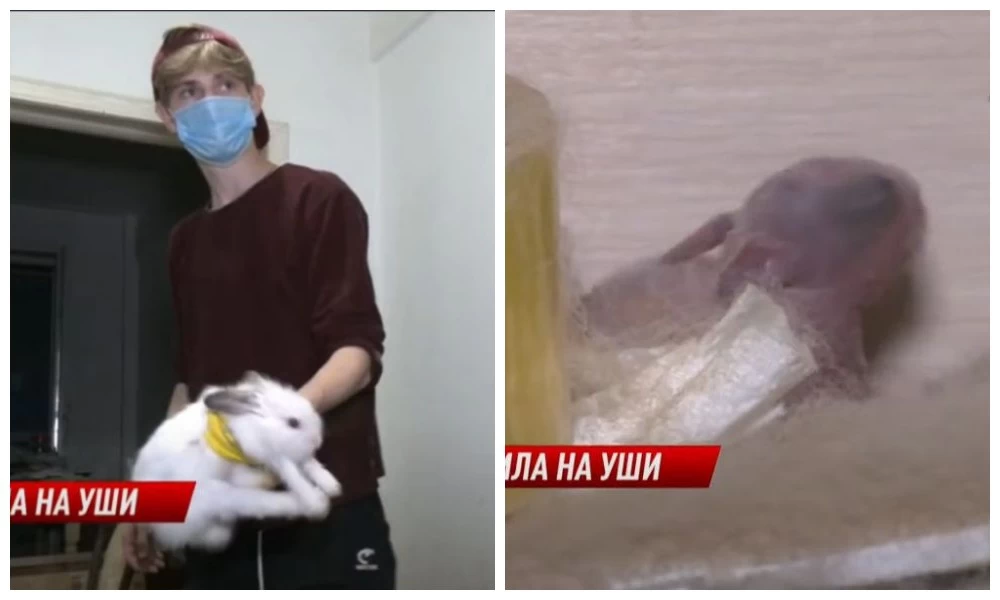 қоян скрин