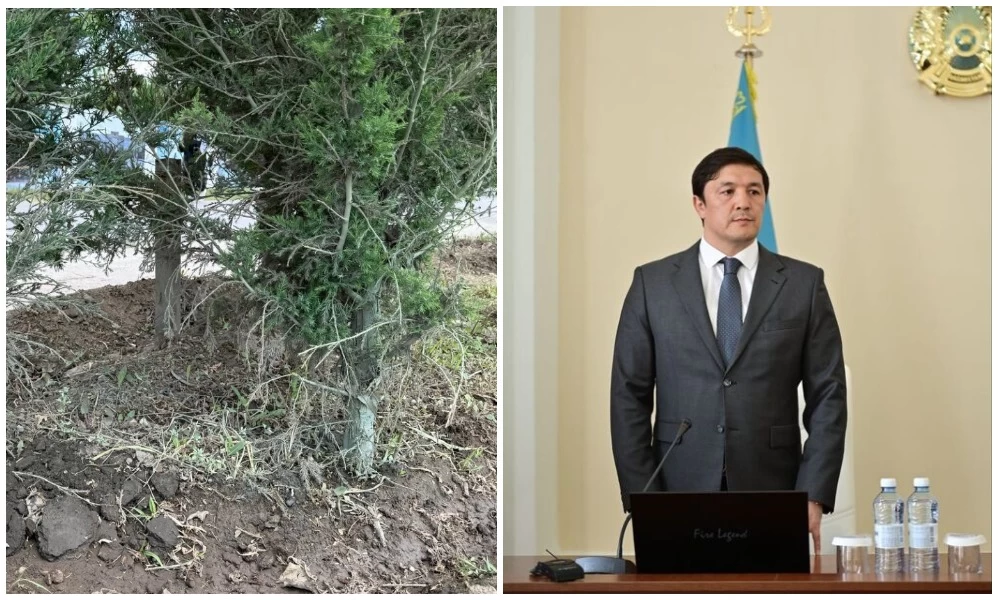 президенттің келуіне Ақтөбеде ағаштар боялған әкім күлкіге қалды