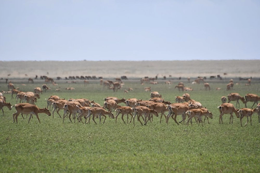 Жайылымдағы ақбөкендер