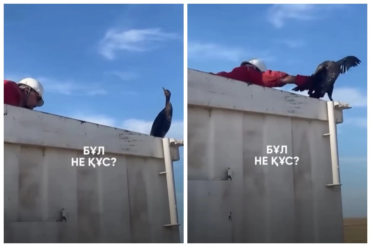 жұмысшы Қызыл кітапқа енген құсты ұстап алды