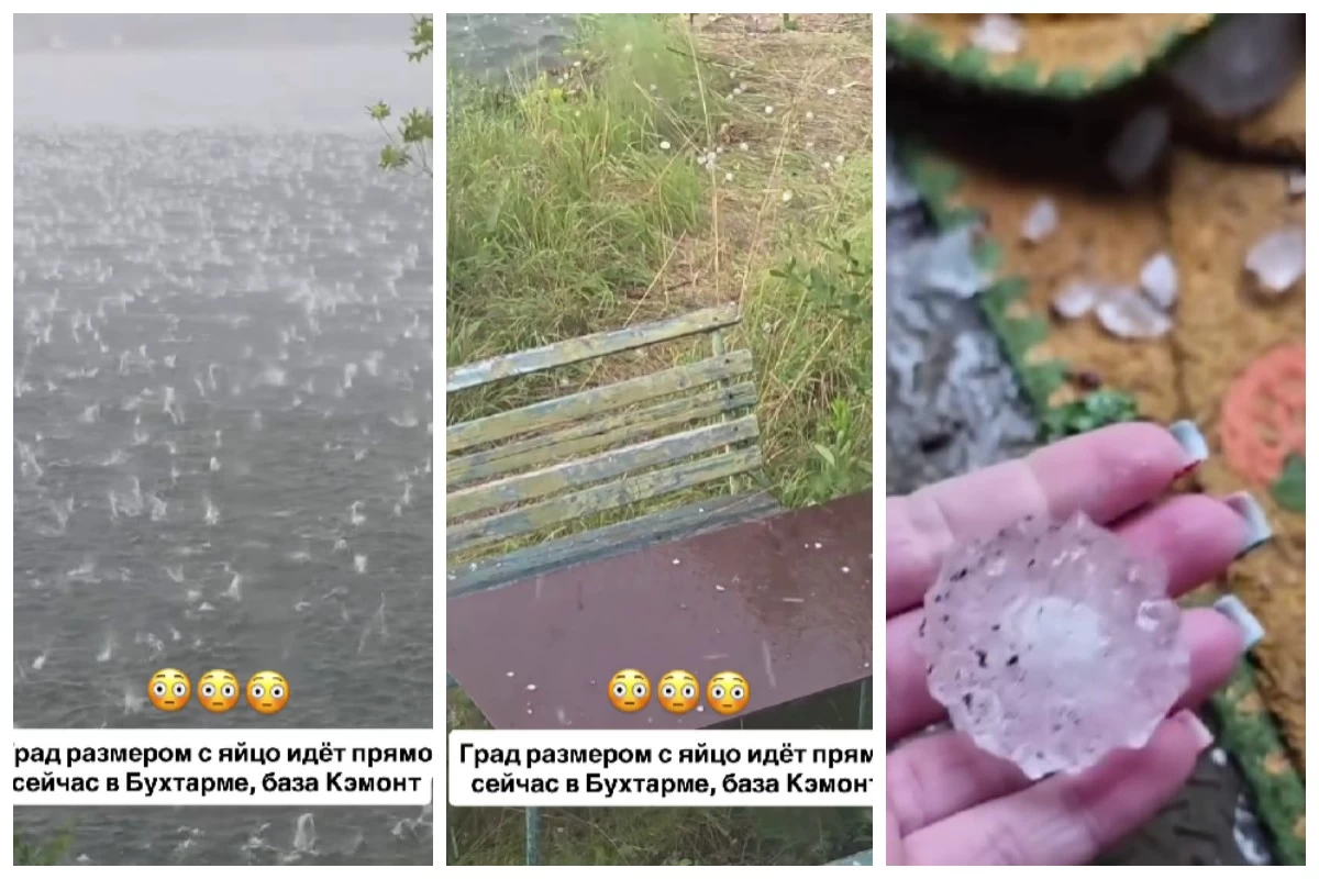 жұмыртқамен бірдей бұршақ жауды