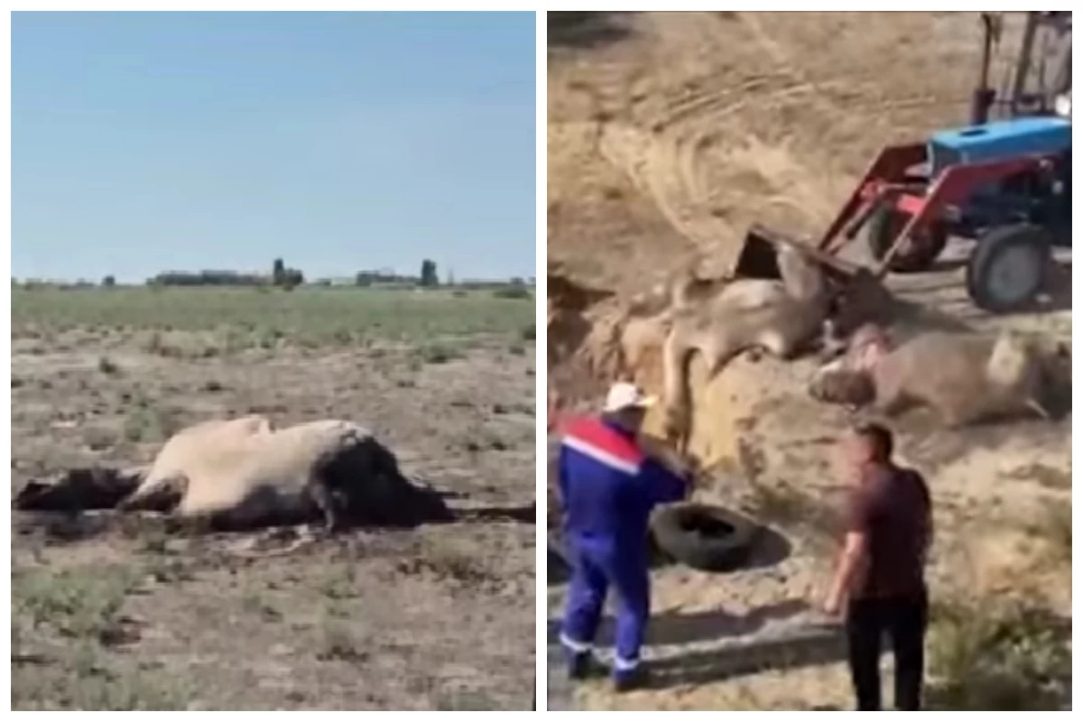 Мамандар түйе өлексесін жойып жатыр