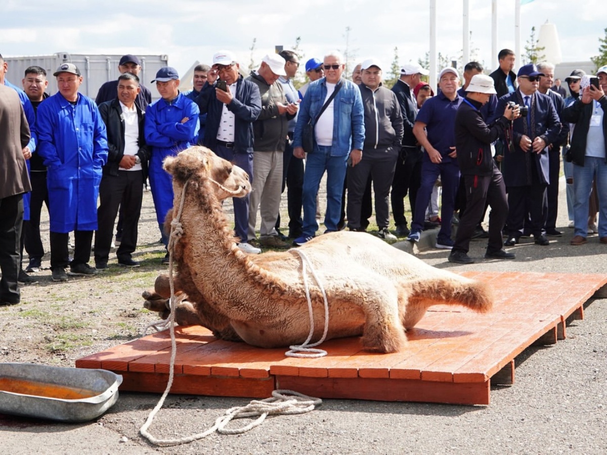 Әлемдегі ең ұзын жыныс мүшесі - ер адамның видеосы