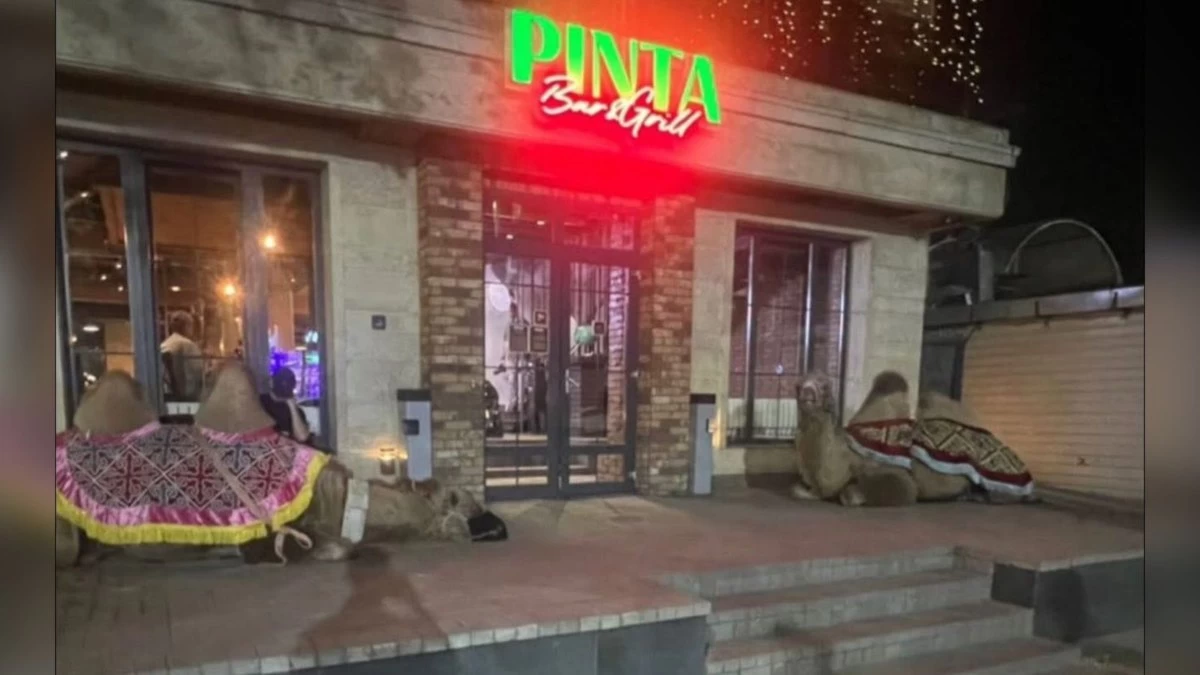 пинта түйелер