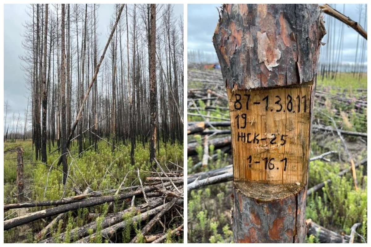 Бұл ессіз жапондық порно шоулар цензурасыз.