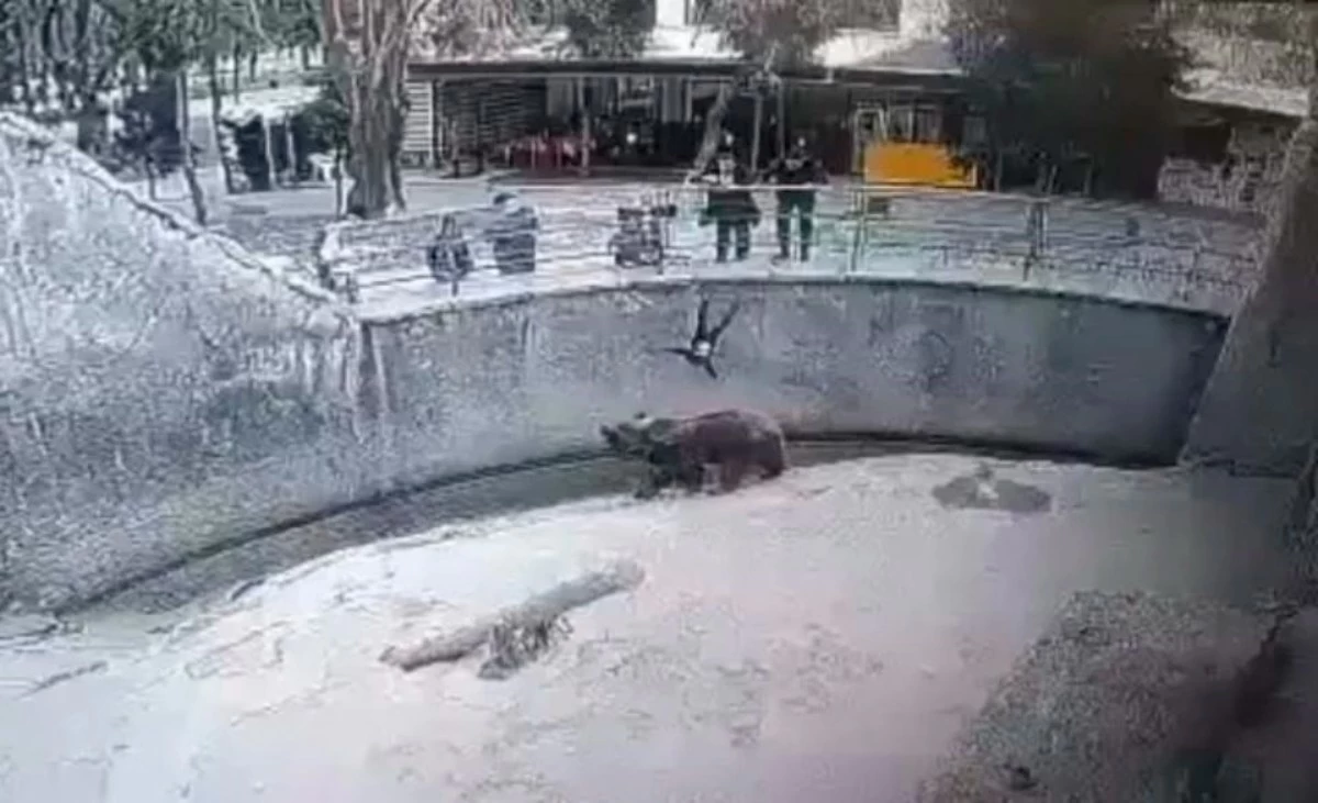 аю