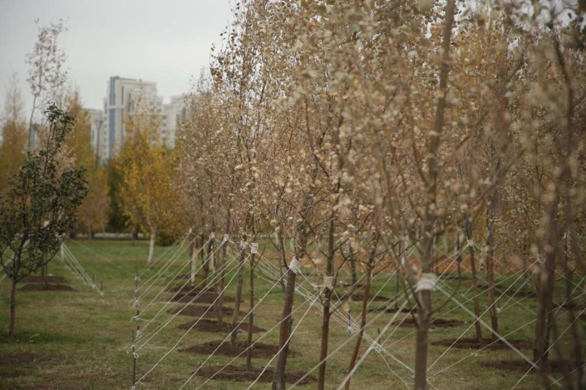 Аузына сийіп жатқан ағашшы Аузына сийіп жатқан ағашшы