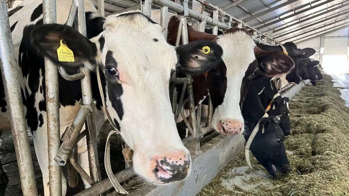 Әдемі бет күтімі Балапан ойыншықтармен былдырлады