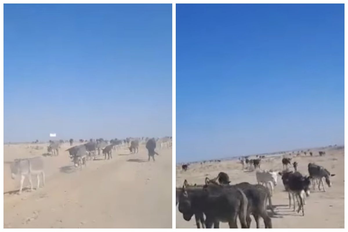 Жалап жатқан есектердің фотолары Жалап жатқан есектердің фотолары