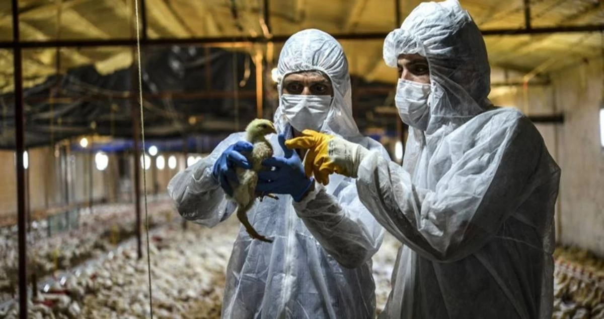 meat-expert.ru құс тұмауы