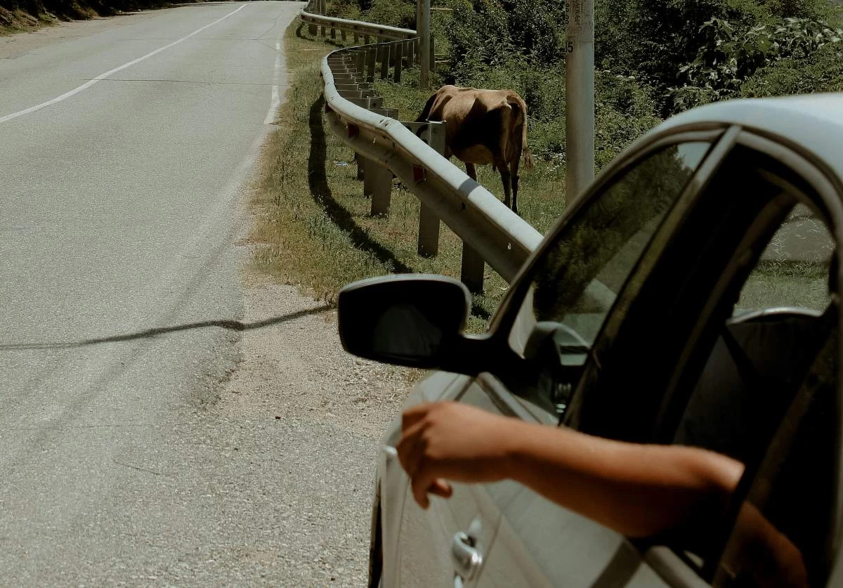 Ұлытау облысында прокуратура қабылдаған шаралардың нәтижесінде малды қағып кету фактілері 67% азайды