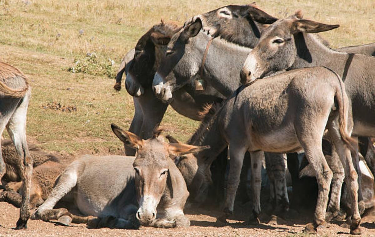 Жақсы сапада порно көру