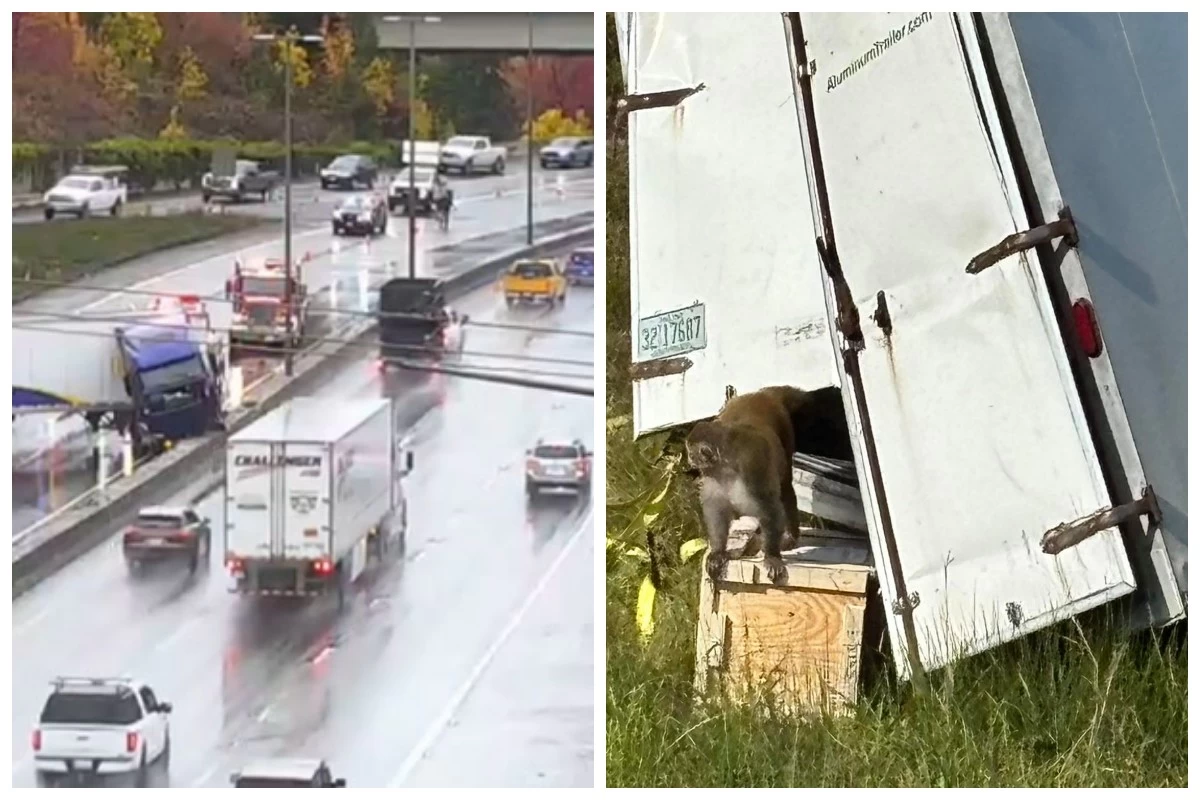 біреуі табылмады