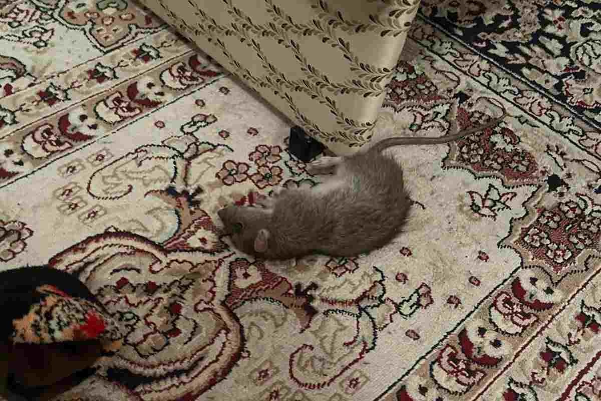 Жасөспірімдерге арналған жаңа порно