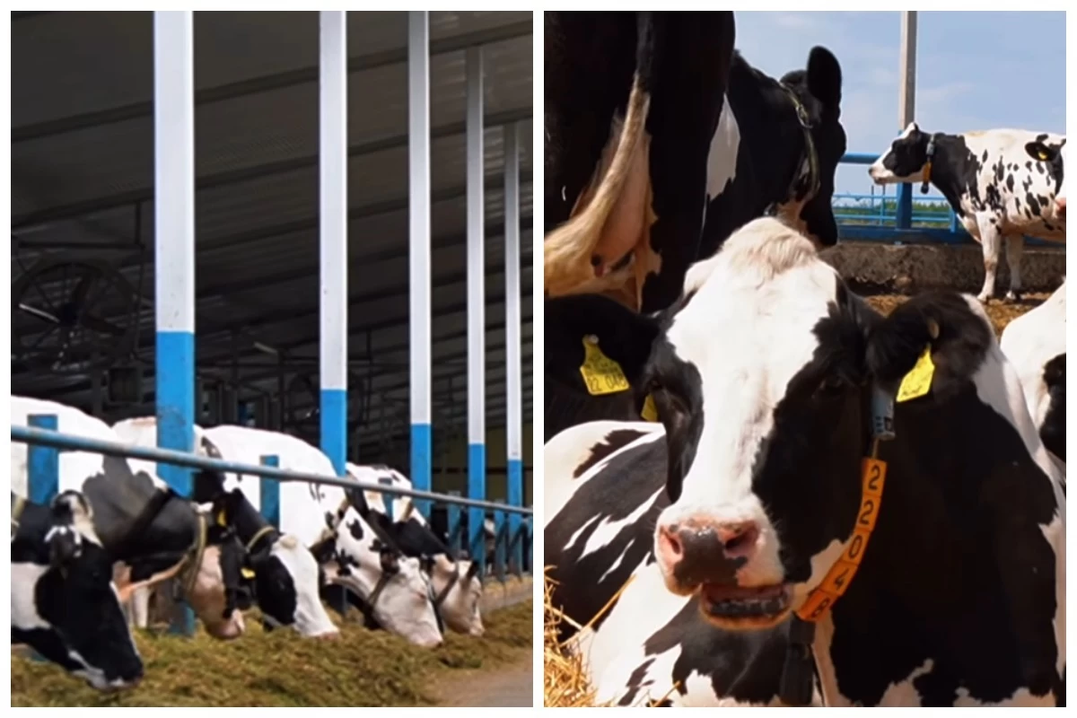 фото фермы Агро милк