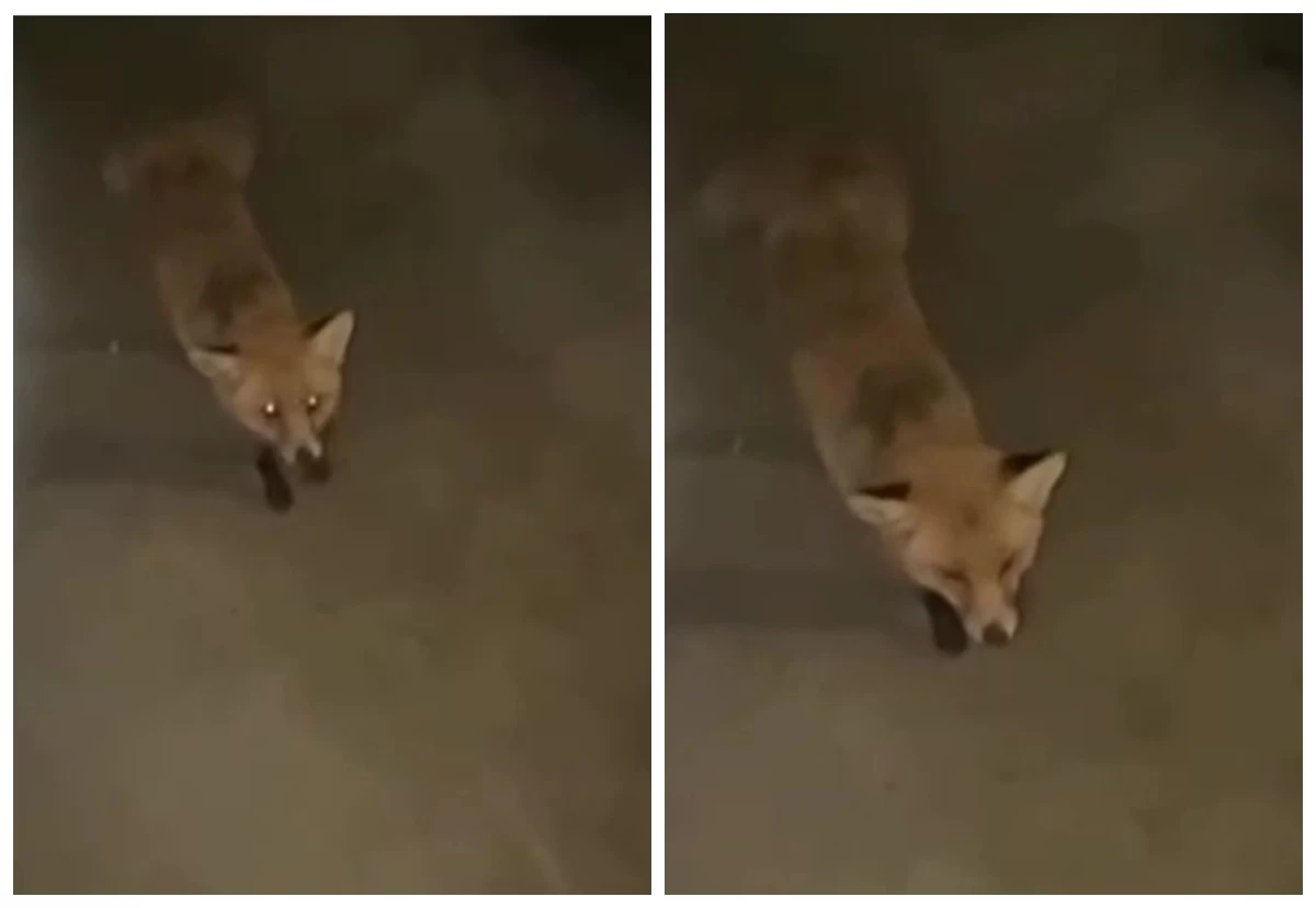 жабайы түлкі адамдарға шабуыл жасай бастады