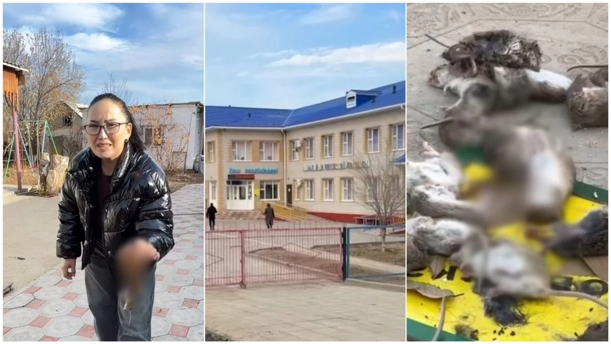 атырауда кеміргіштер қаптап кетті