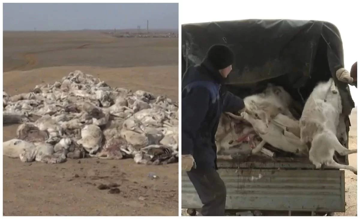 киіктер жаппай қырылды