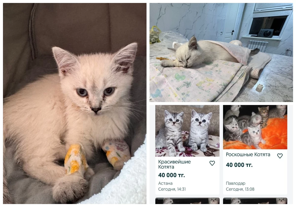 Астанада әйел ауру мысықтар сатқан