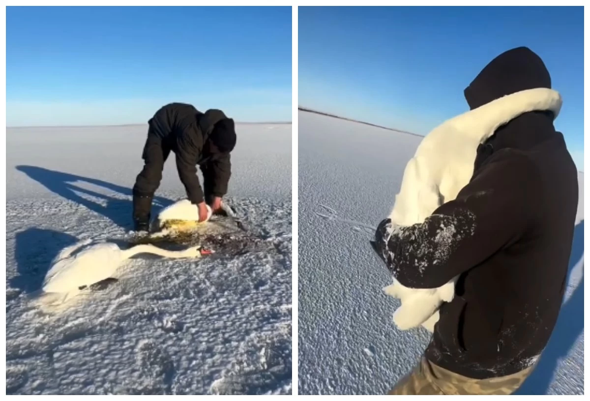 Ақауда қос аққуды құтқарғандар жұрттың жүрегін елжіретті 