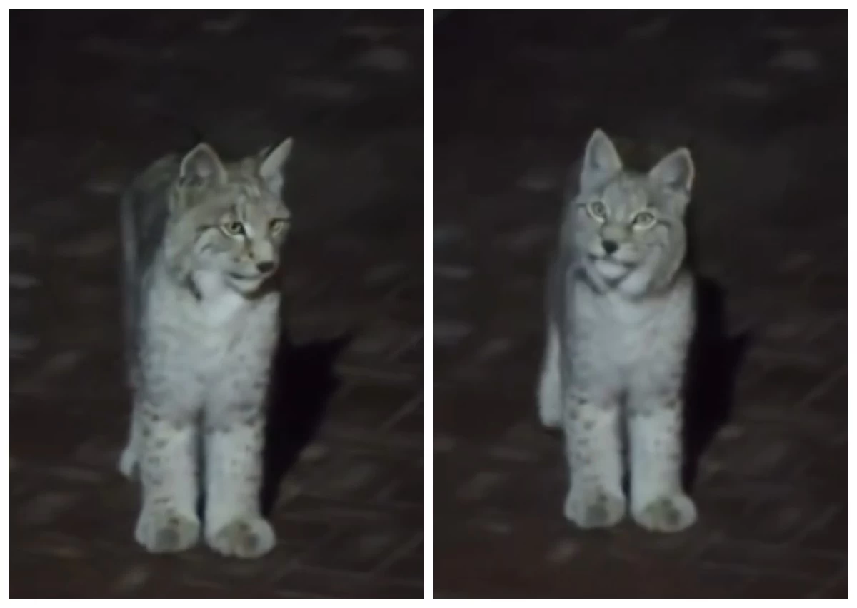 Алматы көшелерінде еркін жүрген сілеусіннің төлі жұртты тәнті етті