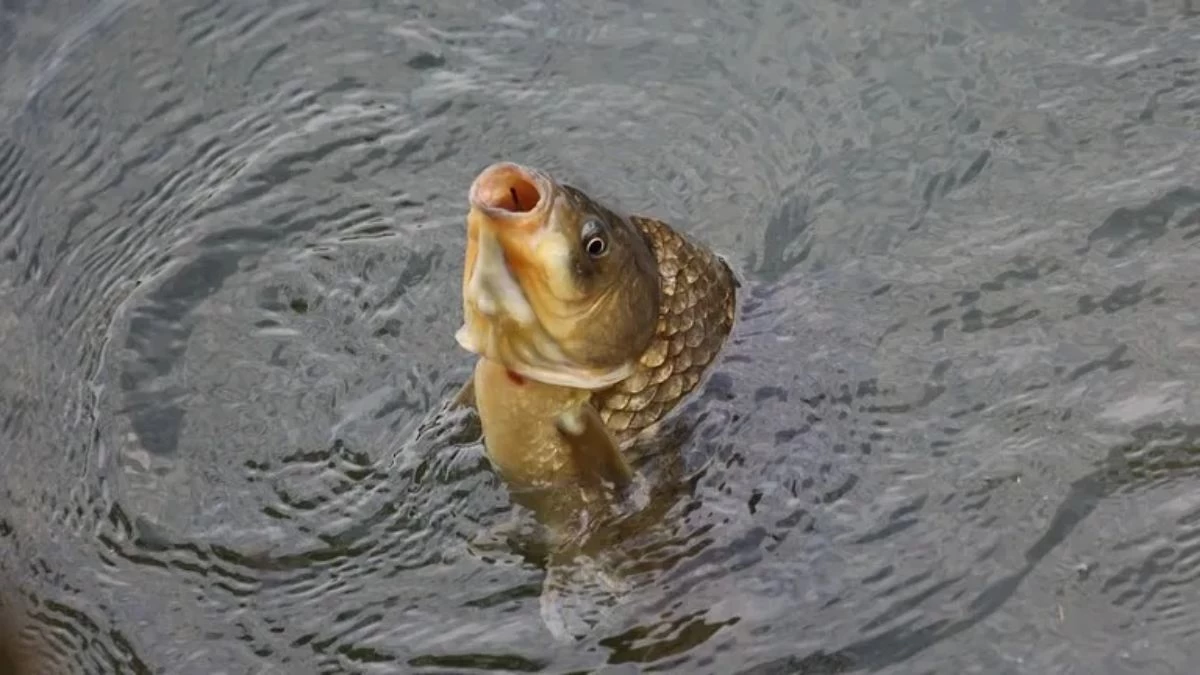 Қытайлық ғалымдар жеуге ыңғайлы болу үшін сүйексіз балық ойлап тапты