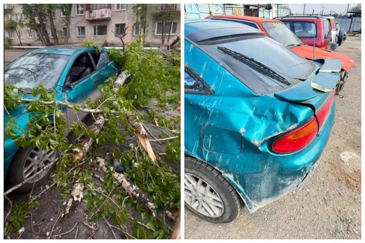 Көлігіне ағаш құлаған әйел әкімдіктен ақша өндіріп алды