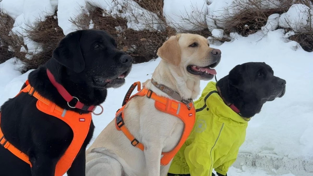 Шекара қызметіндегі иттердің құрғақ жеміне бюджеттен 3 миллиард теңге бөлінді – ҰҚК жауап берді