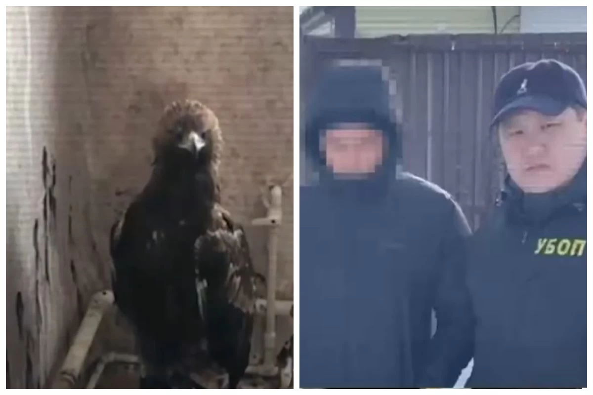 Баянауыл ұлттық паркінің қызметкерлері Қызыл кітапқа енген 40-тан астам бүркітті заңсыз шетелге сатқан