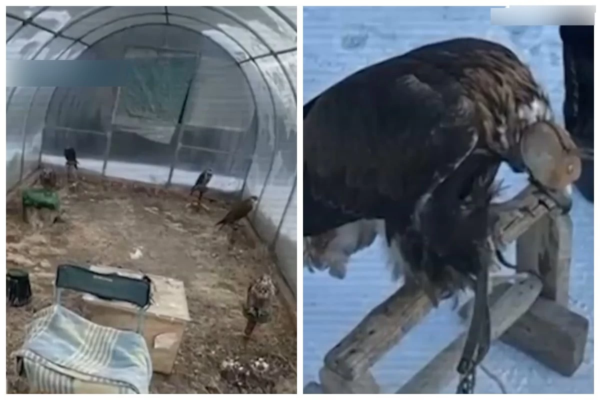  Баянауыл ұлттық паркінің қызметкерлері Қызыл кітапқа енген 40-тан астам бүркітті заңсыз шетелге сатқан