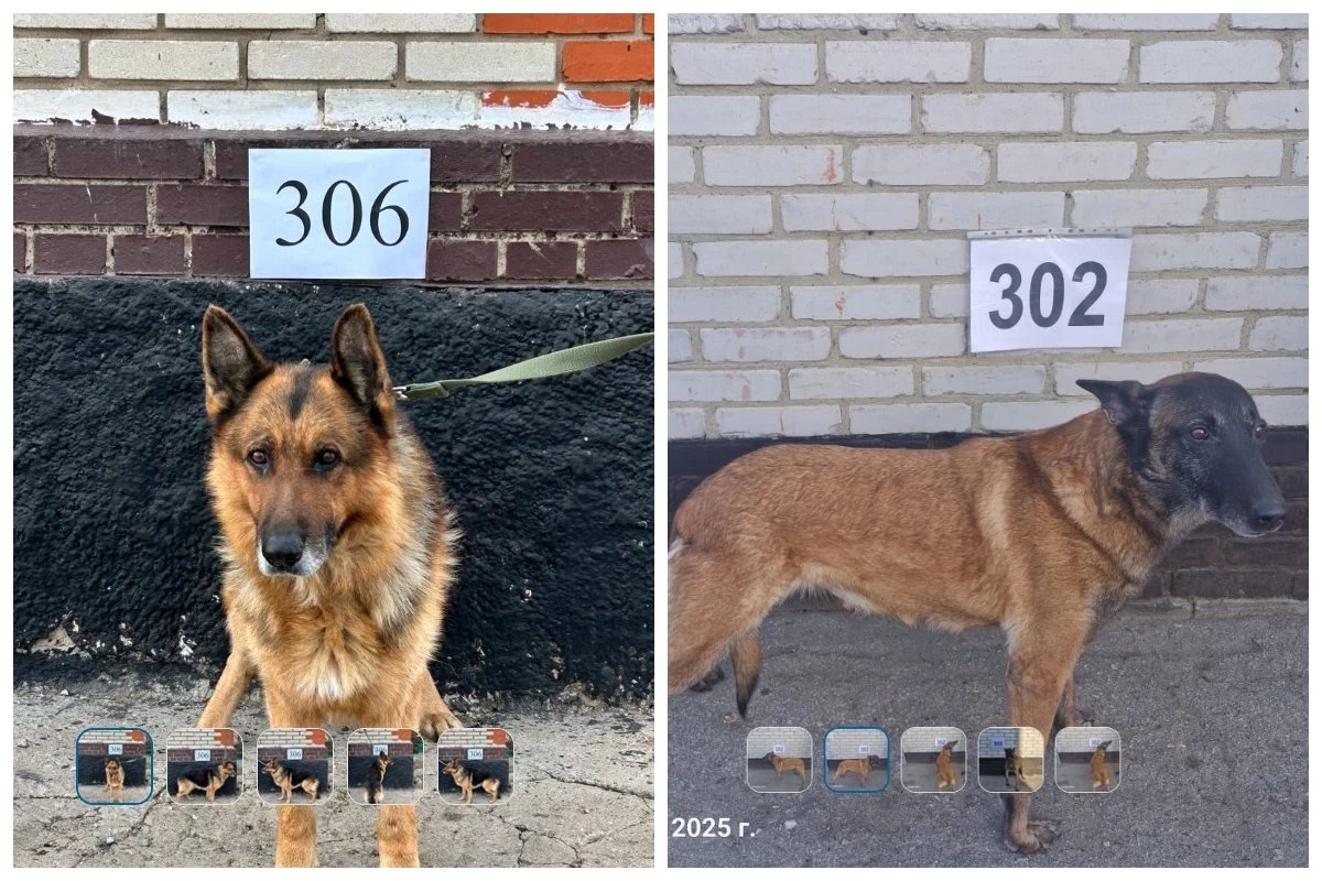 Қостанай облысында қазақстандықтар шекаралық қызметте болған иттерді сатып ала алады