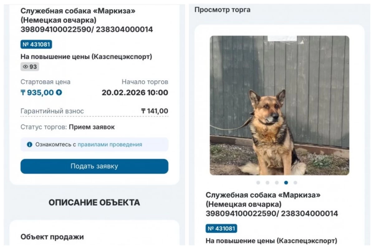 Қостанай облысында қазақстандықтар шекаралық қызметте болған иттерді сатып ала алады