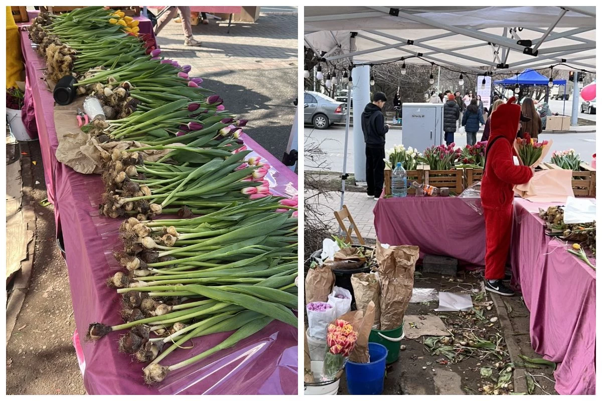 Қазақстандық кәсіпкер биыл қызғалдақтардың не себепті сатылмай қалғанын айтты