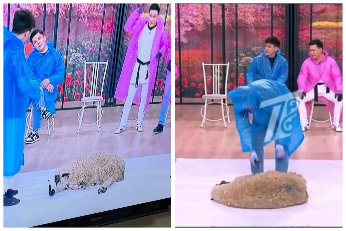 қослайқ қой